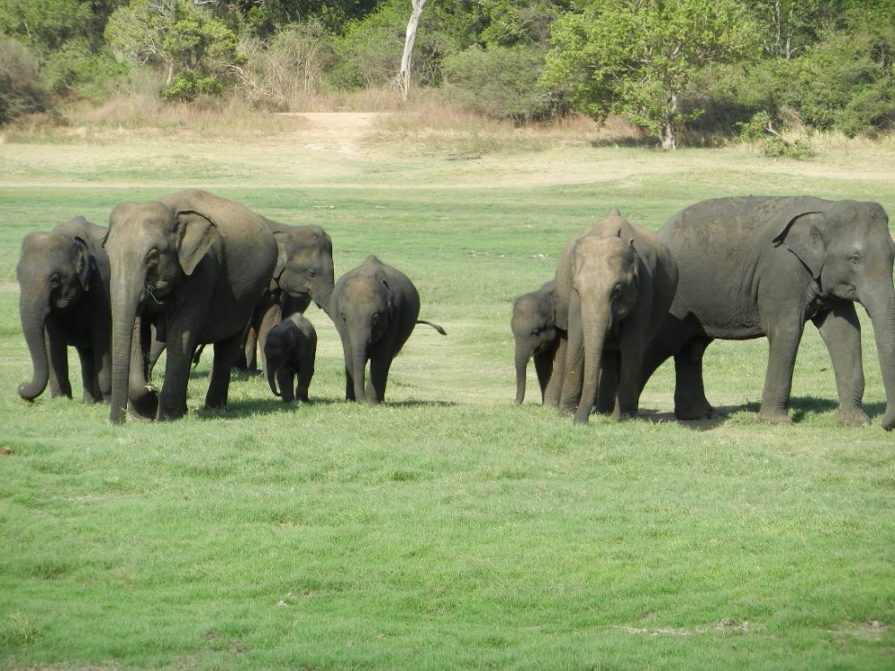 safari Sri Lanka